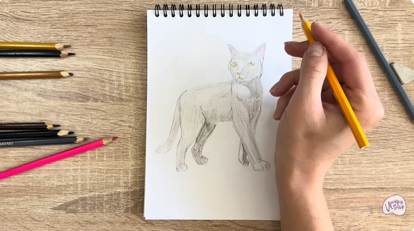 Рисуем Кошка Бурмилла