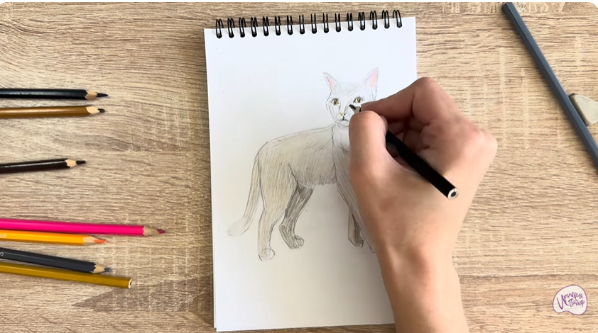 Рисуем Кошка Бурмилла