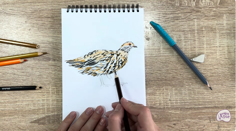 Рисуем Канадская дикуша