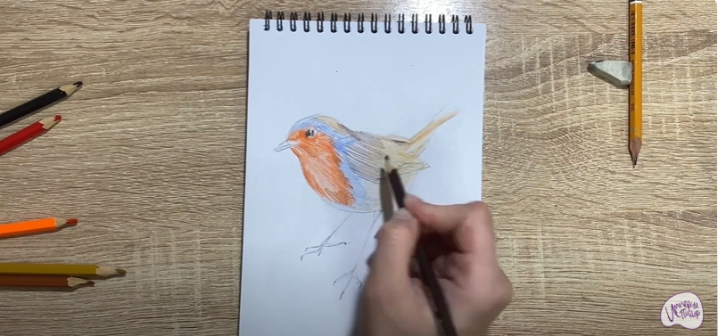 Рисуем Птичка "Зарянка"