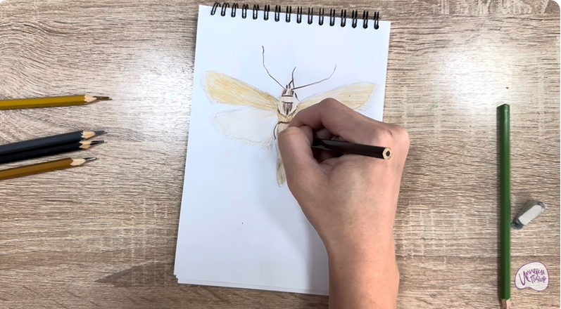 Рисуем Огнёвка зерновая