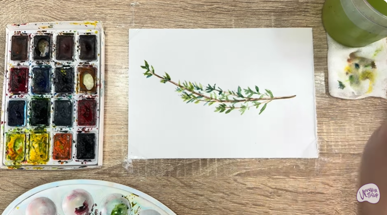 Рисуем Тимьян