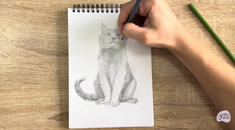 Рисуем Кот породы Шартрез