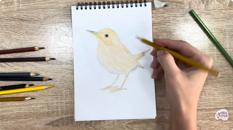 Рисуем Крапивник