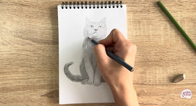 Рисуем Кот породы Шартрез