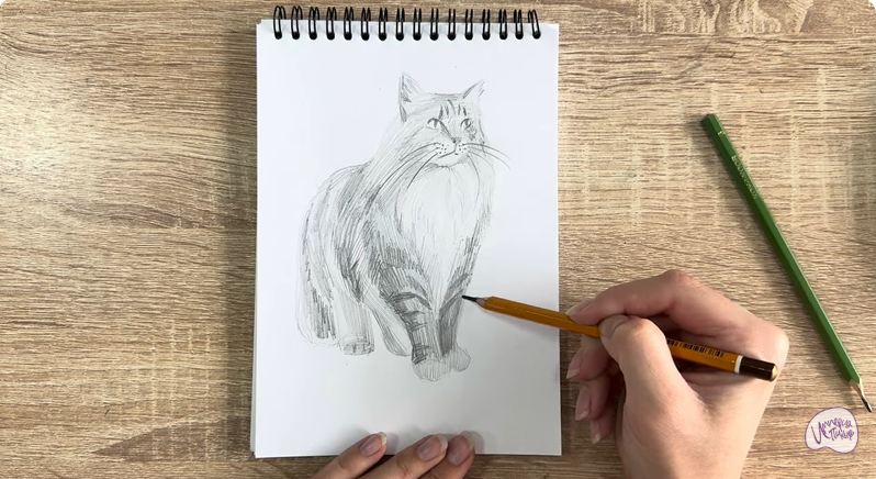 Рисуем Норвежский лесной кот