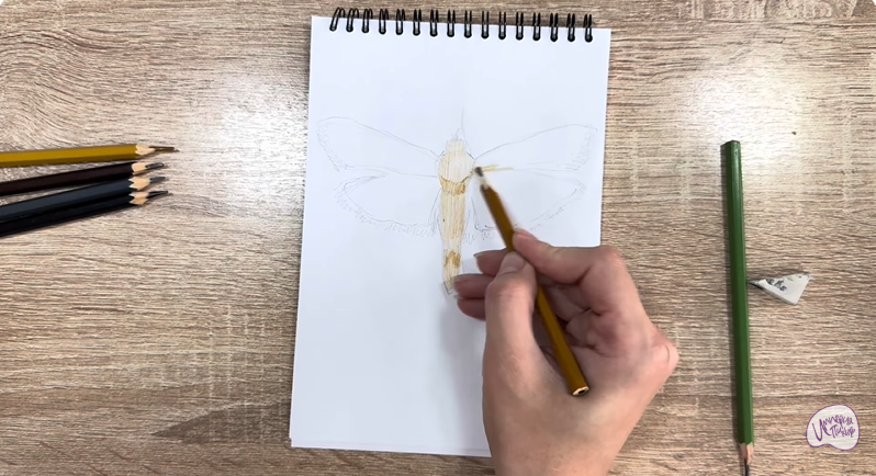 Рисуем Огнёвка зерновая