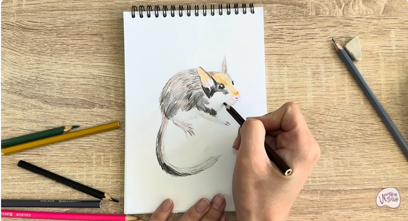Рисуем Садовая соня