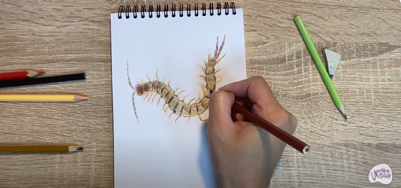 Рисуем Сколопендра