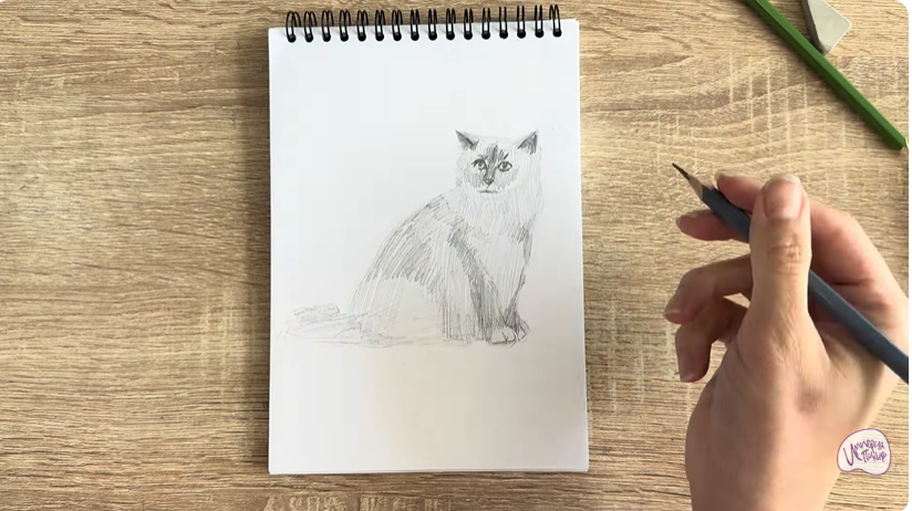 Рисуем Кошка породы Рэгдолл