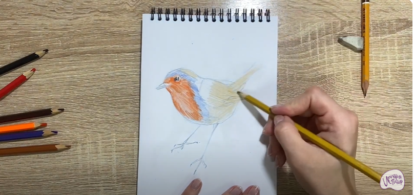 Рисуем Птичка "Зарянка"
