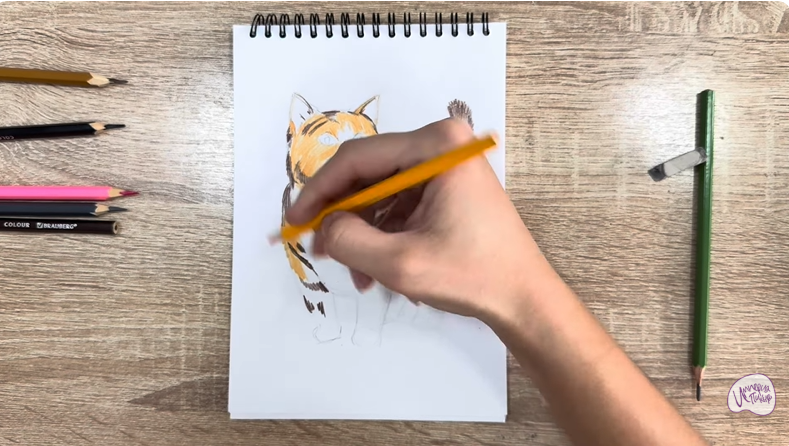 Рисуем Кошка породы "Манчкин"