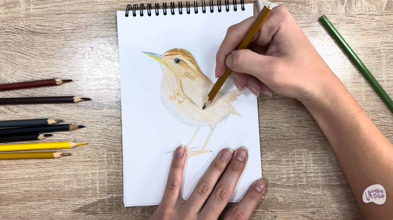 Рисуем Крапивник