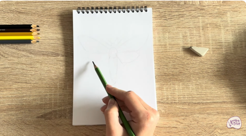 Рисуем Древесница въедливая