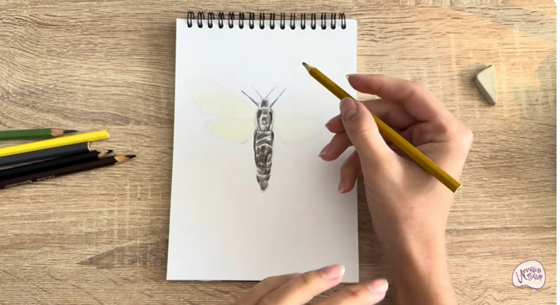 Рисуем Древесница въедливая