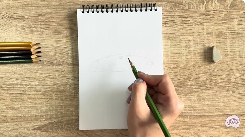 Рисуем Голотурия