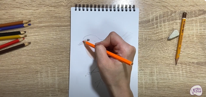 Рисуем Птичка "Зарянка"