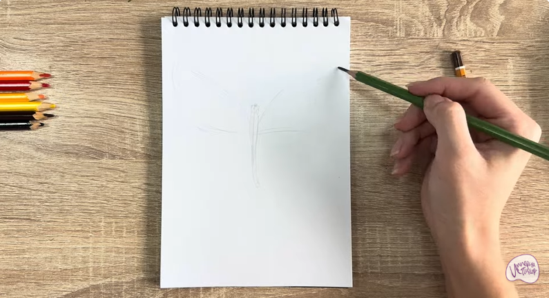 Рисуем Малинница обыкновенная