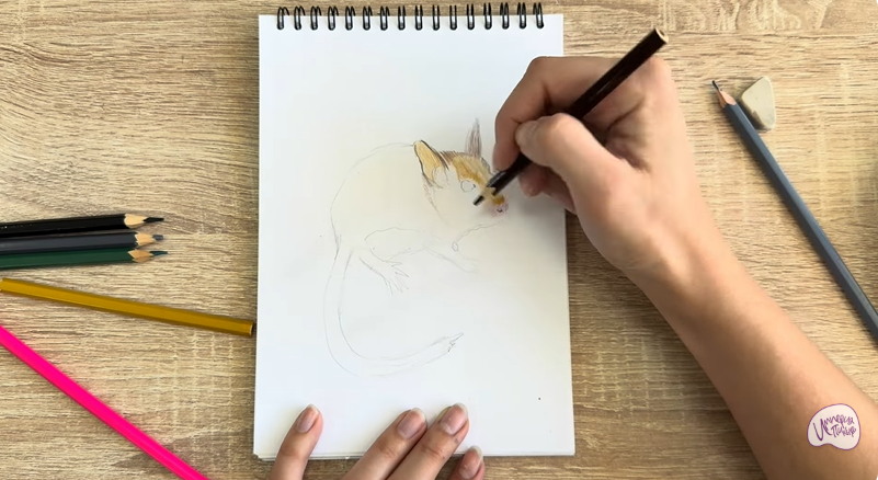 Рисуем Садовая соня
