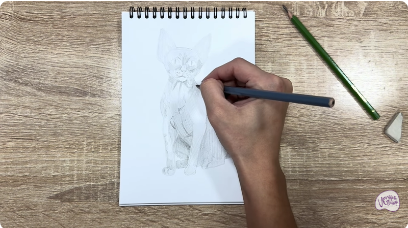 Рисуем Девон Рекс