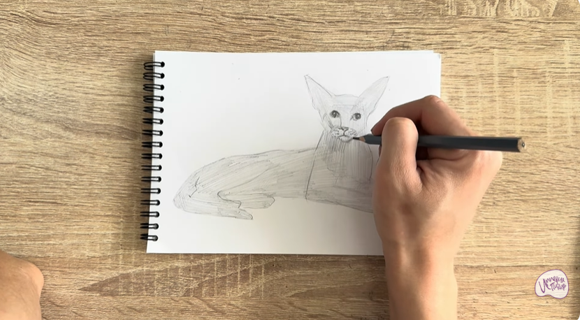 Рисуем Ориентальная кошка