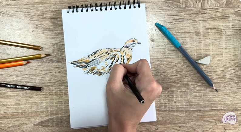 Рисуем Канадская дикуша