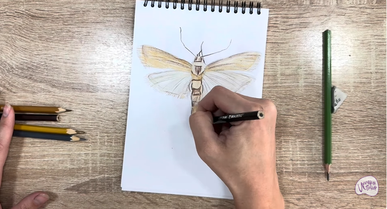 Рисуем Огнёвка зерновая