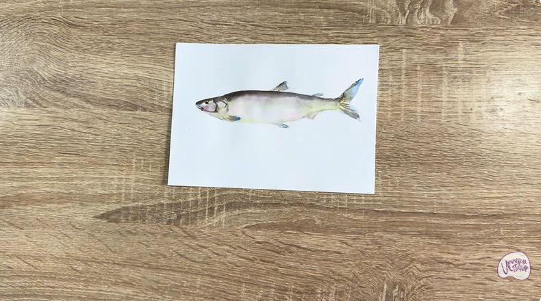 Рисуем Нельма Рисуем Нельма