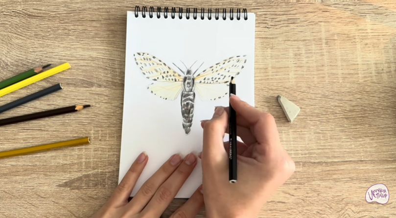 Рисуем Древесница въедливая