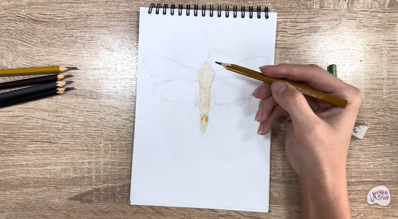 Рисуем Огнёвка зерновая