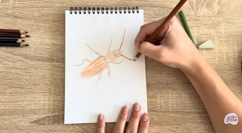 Рисуем Мукоед