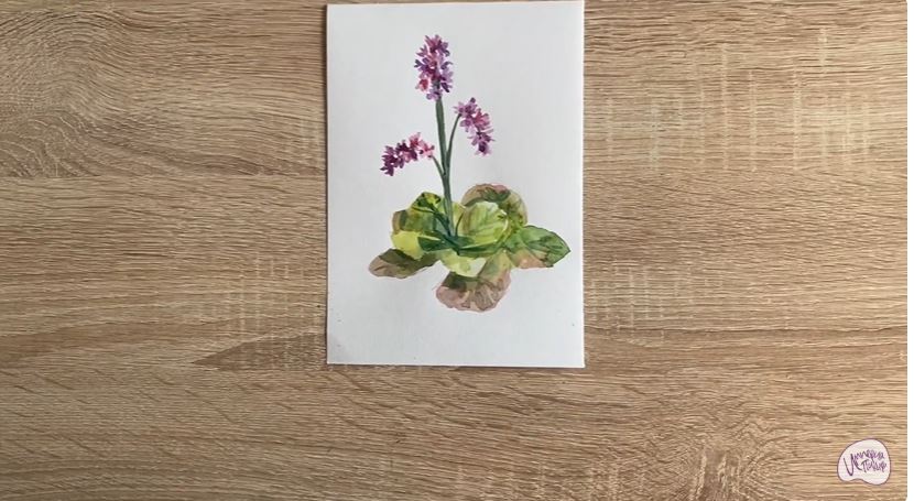 Рисуем Бадан