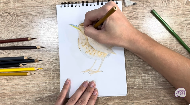 Рисуем Крапивник