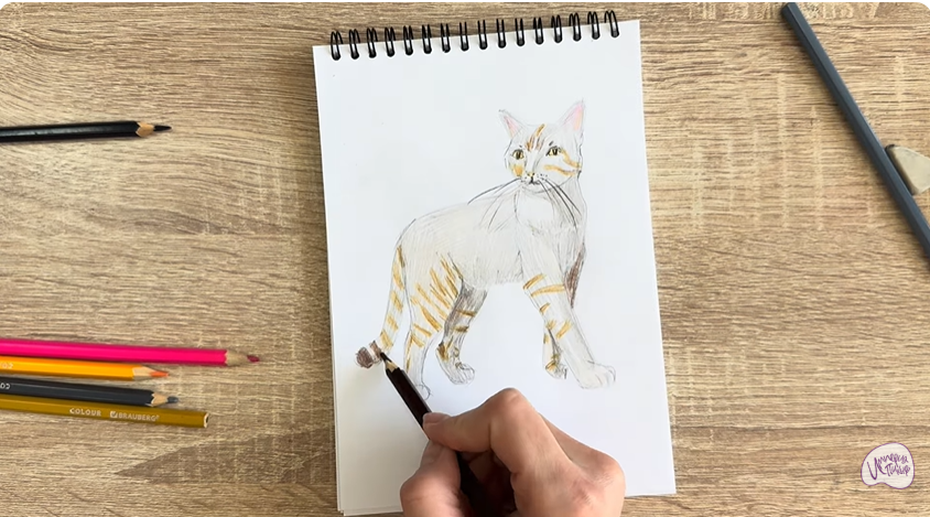 Рисуем Кошка Бурмилла