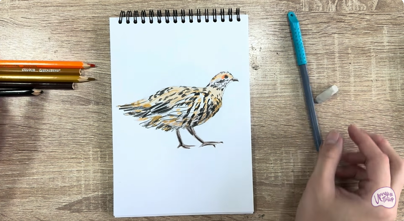 Рисуем Канадская дикуша