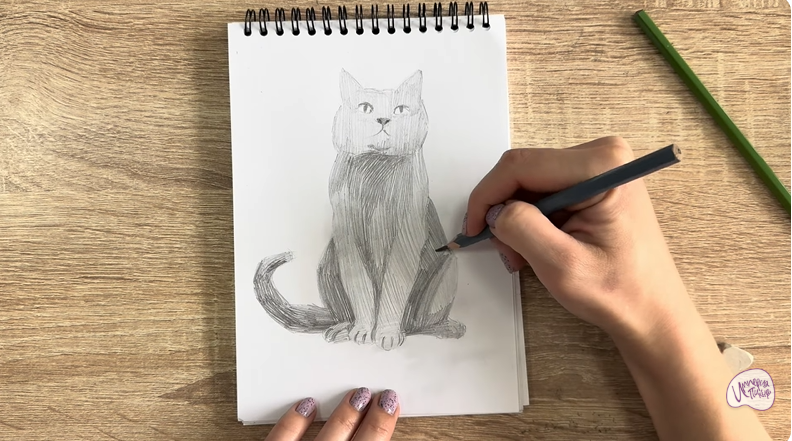 Рисуем Кот породы Шартрез