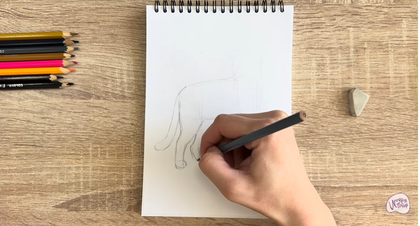 Рисуем Кошка Бурмилла