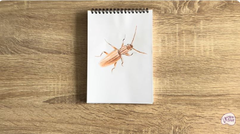 Рисуем Мукоед Рисуем Мукоед