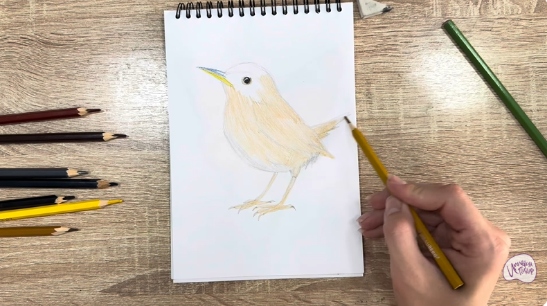 Рисуем Крапивник