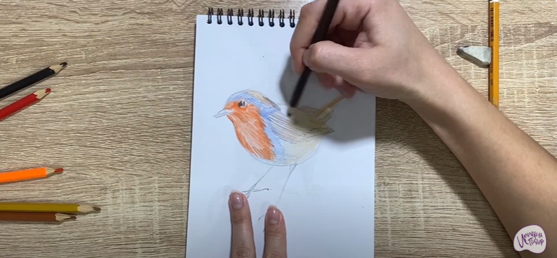 Рисуем Птичка "Зарянка"