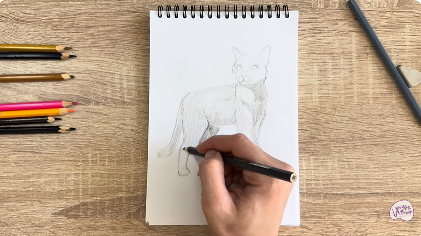 Рисуем Кошка Бурмилла
