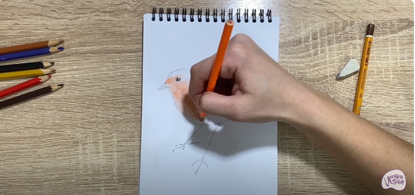 Рисуем Птичка "Зарянка"