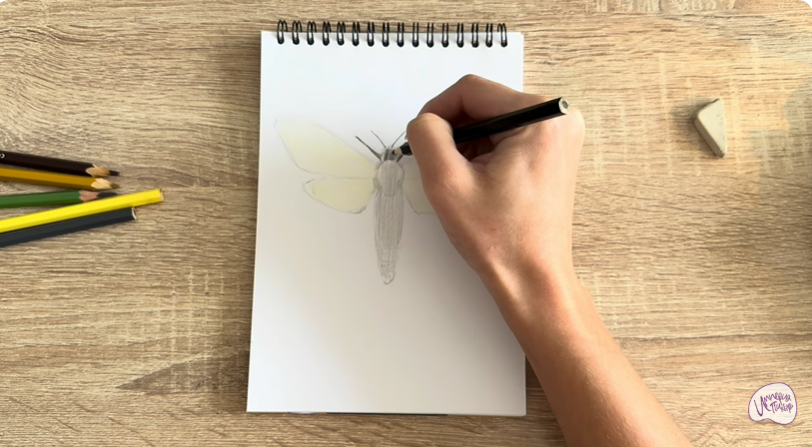 Рисуем Древесница въедливая