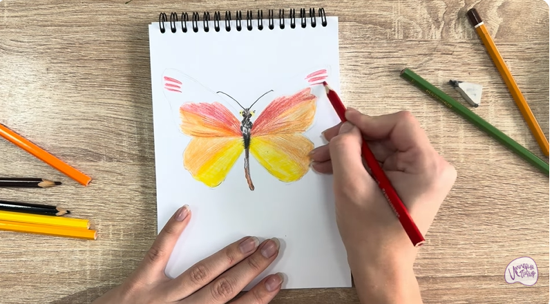 Рисуем Малинница обыкновенная