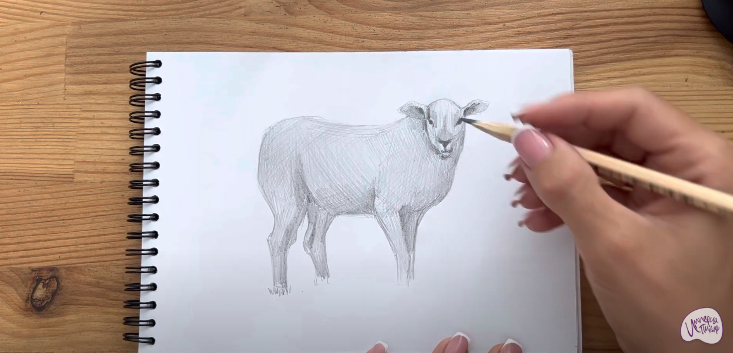 Рисуем Овца