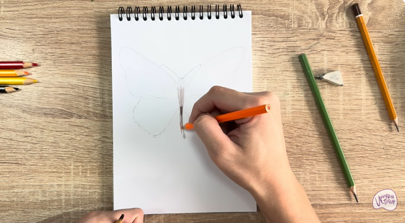 Рисуем Малинница обыкновенная