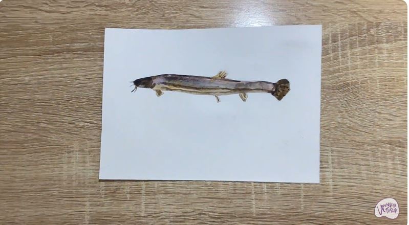 Рисуем Вьюн