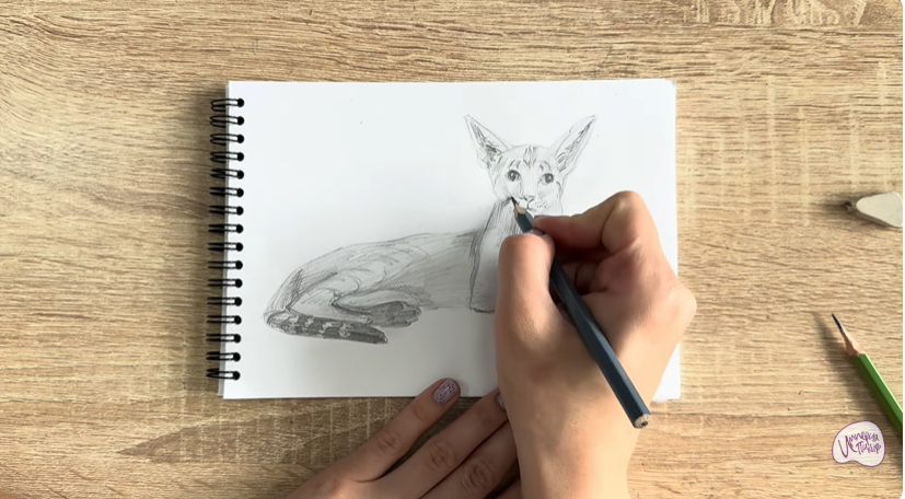 Рисуем Ориентальная кошка