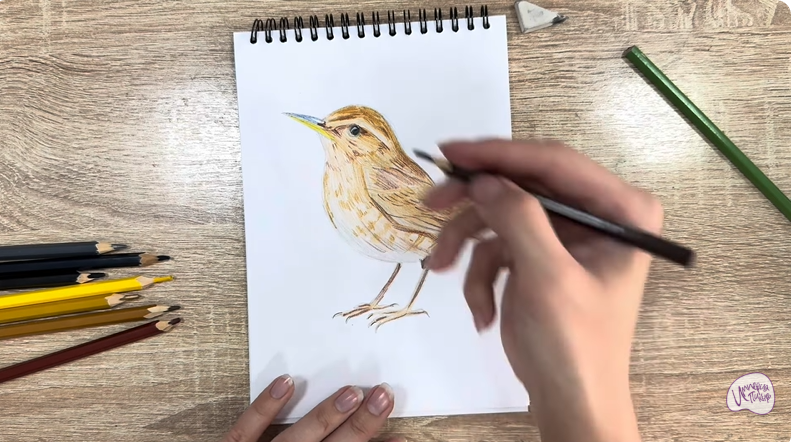 Рисуем Крапивник