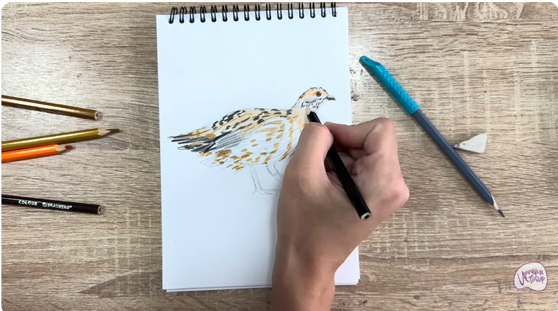 Рисуем Канадская дикуша